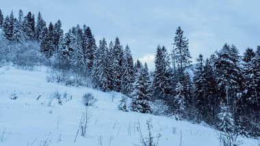 Karla kaplı ağaçlarla kaplı kış manzarası. Şenlik havası. Soğuk, bulutlu hava.