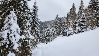 Karla kaplı ağaçlarla kaplı kış manzarası. Şenlik havası. Soğuk, bulutlu hava.