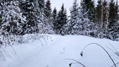 Karla kaplı ağaçlarla kaplı kış manzarası. Şenlik havası. Soğuk, bulutlu hava.