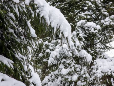 Karla kaplı ağaçlarla kaplı kış manzarası. Şenlik havası. Soğuk, bulutlu hava.