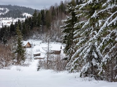 Karla kaplı ağaçlarla kaplı kış manzarası. Şenlik havası. Soğuk, bulutlu hava.
