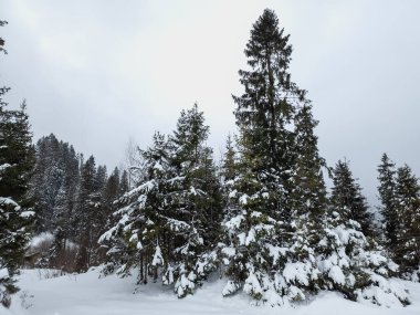 Karla kaplı ağaçlarla kaplı kış manzarası. Şenlik havası. Soğuk, bulutlu hava.