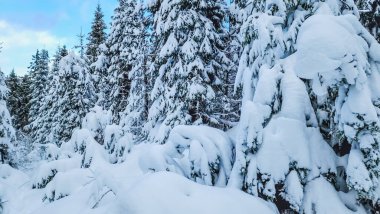 Karla kaplı ağaçlarla kaplı kış manzarası. Şenlik havası. Soğuk, bulutlu hava.