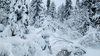 Karla kaplı ağaçlarla kaplı kış manzarası. Şenlik havası. Soğuk, bulutlu hava.