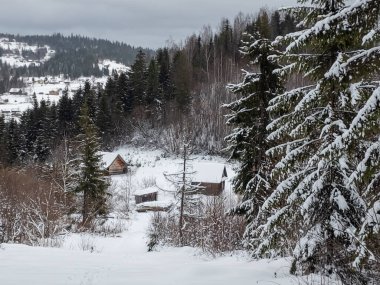 Karla kaplı ağaçlarla kaplı kış manzarası. Şenlik havası. Soğuk, bulutlu hava.