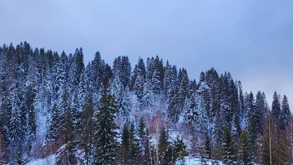 Karla kaplı ağaçlarla kaplı kış manzarası. Şenlik havası. Soğuk, bulutlu hava.