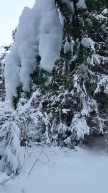 Dağlarda kış ormanı