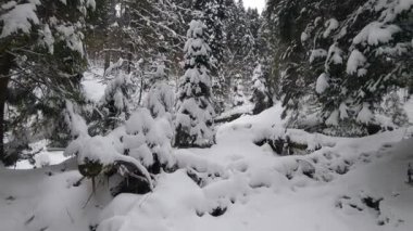 Karda kış ormanı