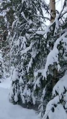 Karlı kış ormanı