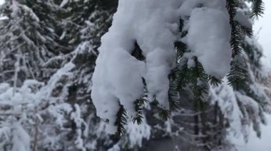 Karla kaplı ağaçlarla kaplı kış ormanı