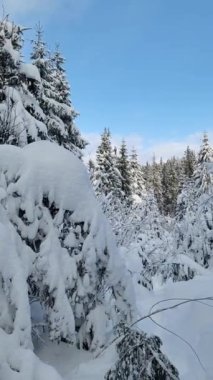 Ormanda karla kaplı ağaçlar