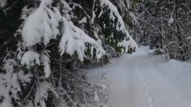 Kış ormanı karla kaplı. Güzel kış manzarası.