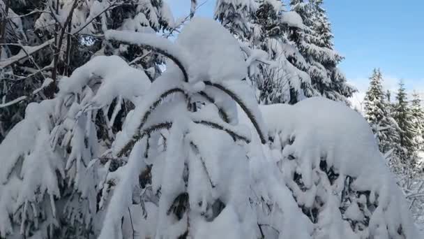 Árboles Cubiertos Nieve Bosque — Vídeos de Stock