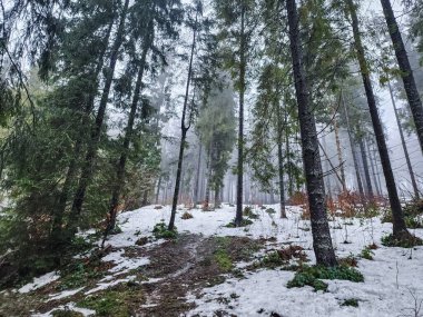 Kar- kışın karla kaplı orman