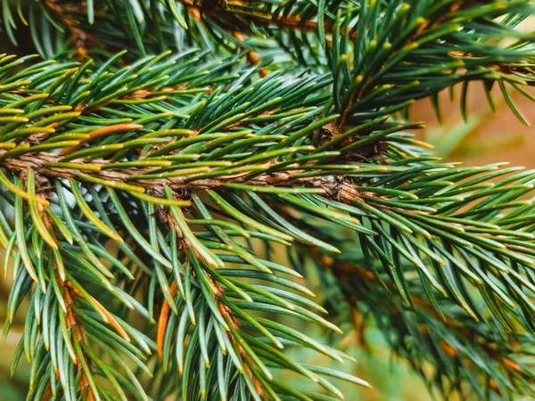 Christmas Background Green Fir Tree Branches Needles — Stockfoto