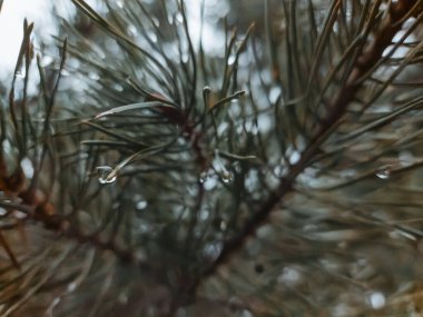 Bulanık arkaplanda yağmur damlalarıyla kaplı çam dalı