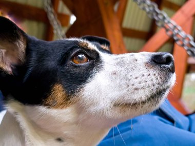 Bulanık bir geçmişi olan sevimli bir av köpeğinin yakın plan fotoğrafı.