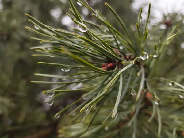 pine needles in the forest after a rain