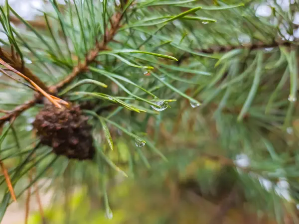 pine needles with drops of rain on a pine needles