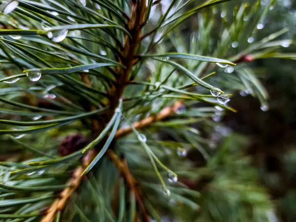pine needles in a pine needles with a drop of water on a blurred background.