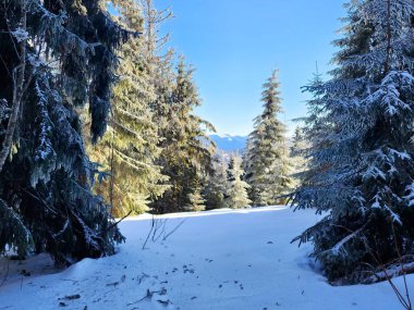 Karla kaplı ağaçlarla kaplı güzel kış manzarası