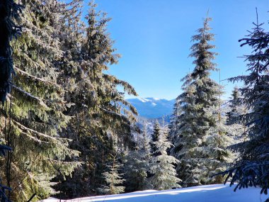 Karla kaplı ağaçları olan güzel bir manzara.