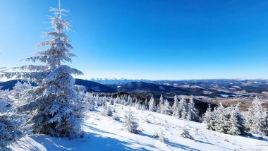 Karla kaplı ağaçlarla kaplı kış manzarası