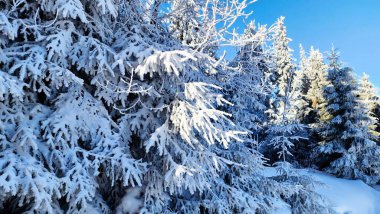 Dağlarda karlı kış ağaçları