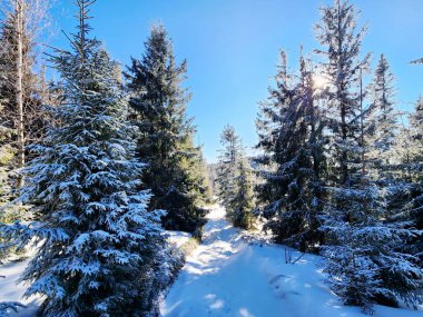 Dağlarda kış ormanı