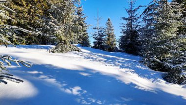 a beautiful view of a snowy forest in the mountains