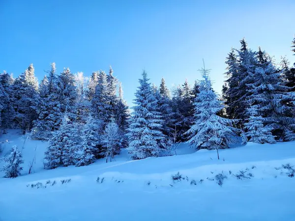 snowy winter landscape with trees and blue sky