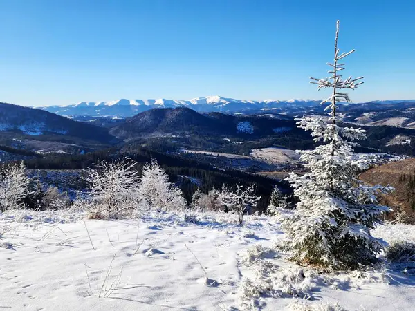 Karla kaplı ağaçlarla kaplı kış manzarası