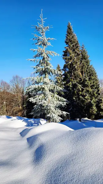 Güzel karlı kış manzarası