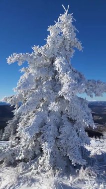 Karla kaplı ağaçlarla kaplı güzel kış manzarası