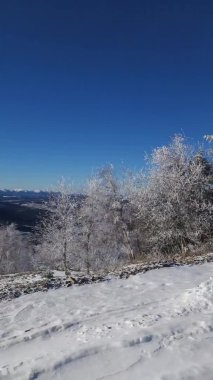 Kar ve köknar ağaçlarıyla kaplı kış manzarası