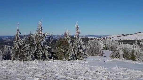 Зимний Пейзаж Заснеженными Деревьями — стоковое видео