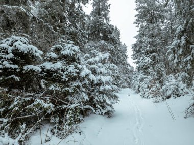 Karla kaplı köknar ağaçları olan kış ormanı. Noel arkaplanı