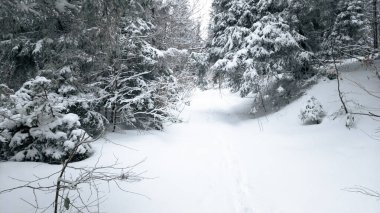 Karla kaplı ağaçlarla kaplı kış manzarası