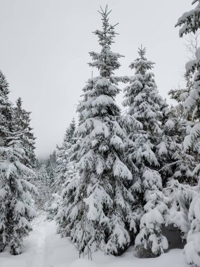 Karlı orman, karla kaplı köknar ağaçları
