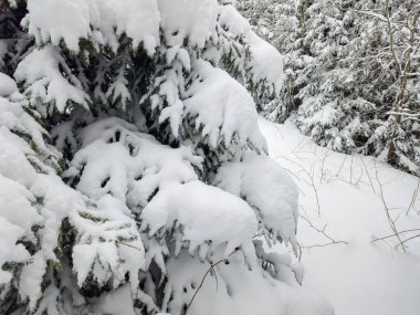 Karlı ve çam ağaçlı güzel kış manzarası