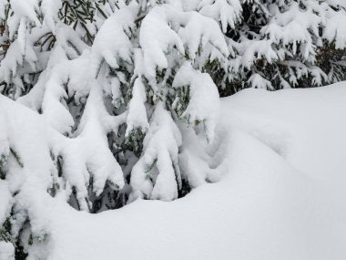 Kış ormanı karla kaplı