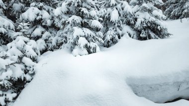 Ormanda karla kaplı ağaçlar.