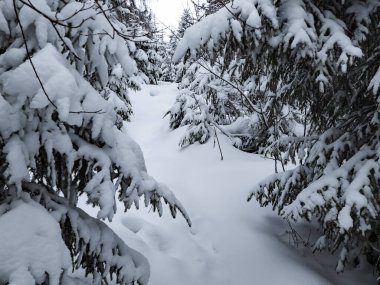 Karla kaplı ağaçlarla kaplı kış ormanı.
