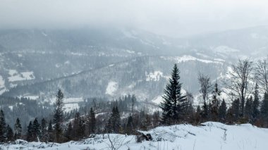 Kış dağlarında karla kaplı ağaçlar