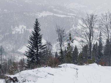 Kış dağlarında karla kaplı ağaçlar