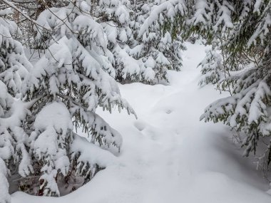 Karla kaplı ağaçlarla kaplı güzel kış manzarası