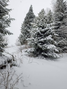 Büyük bir ağacı olan karlı kış ormanı