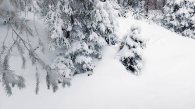 Kışın karla kaplı köknar ormanı. Karda Noel ağaçları.