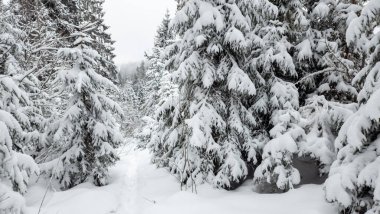 Kış ormanı karla kaplı