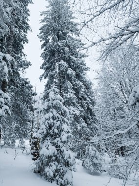 Karla kaplı köknar ağaçları ile güzel kış manzarası